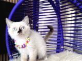 Safkan British Shorthair Chocolate Point Yavrular