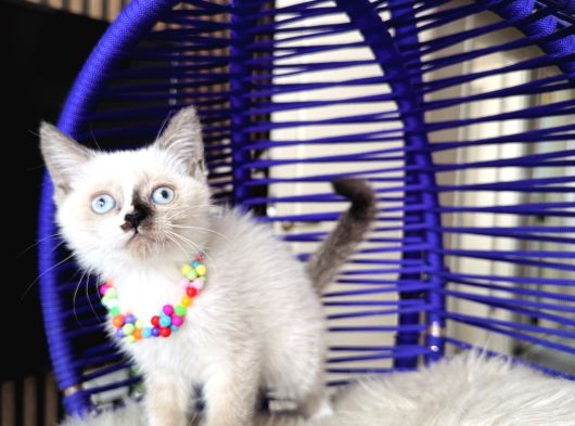 Safkan British Shorthair Chocolate Point Yavrular görsel