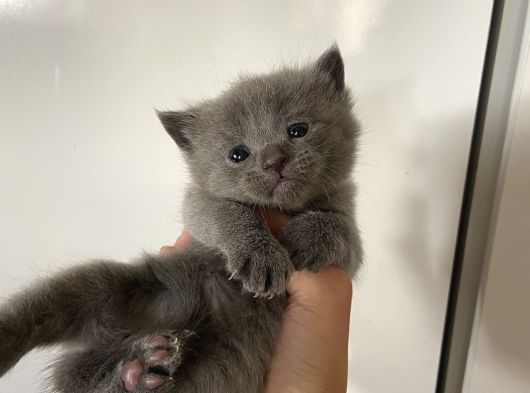 Çocuklarimiza Güzel Yuva Ariyoruz görsel