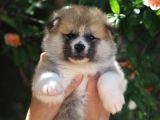 Efsane Kalite De Japon Inu Yavruları