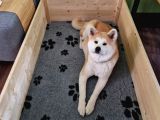 Efsane Kalite De Japon Inu Yavruları