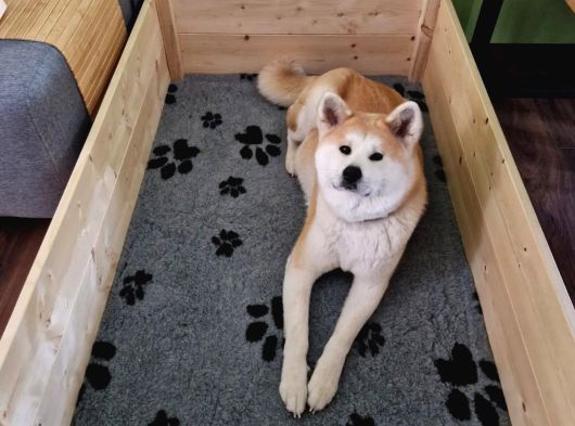 Efsane Kalite De Japon Inu Yavruları görsel