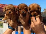 pamuk gibi maltipoo bebekler aile ortamında büyüdü
