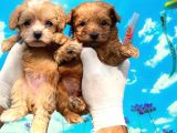 Teddy Face Mini Maltipoo Show Kalitesinde