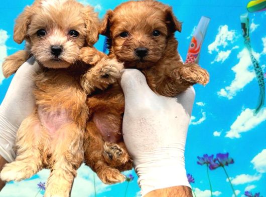 Teddy Face Mini Maltipoo Show Kalitesinde görsel