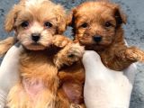 teddy face mini maltipoo show kalitesinde