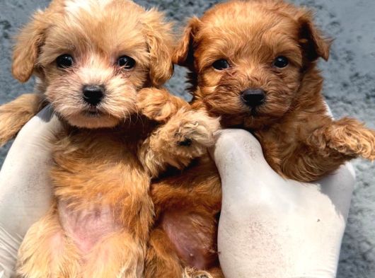Teddy Face Mini Maltipoo Show Kalitesinde