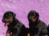Safkan Secereli Doberman Gücün Ve Zarafetin Sembolü