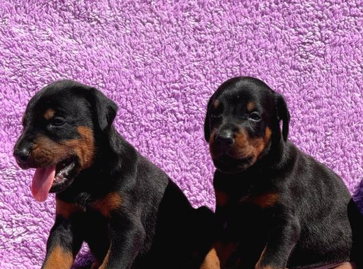 Safkan Secereli Doberman Gücün Ve Zarafetin Sembolü görsel