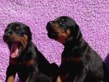 Safkan Secereli Doberman Gücün Ve Zarafetin Sembolü