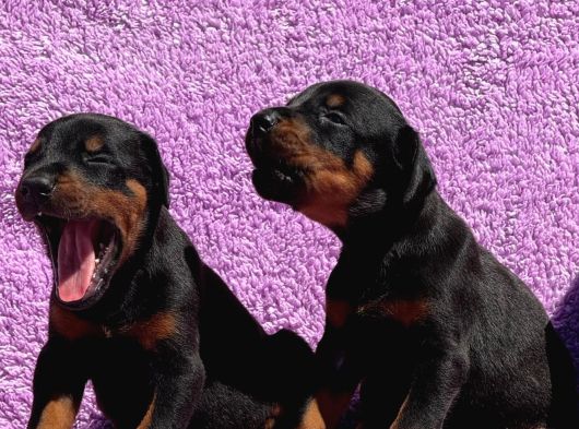 Safkan Secereli Doberman Gücün Ve Zarafetin Sembolü görsel