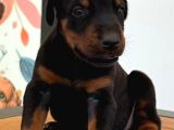 Safkan Secereli Doberman Gücün Ve Zarafetin Sembolü