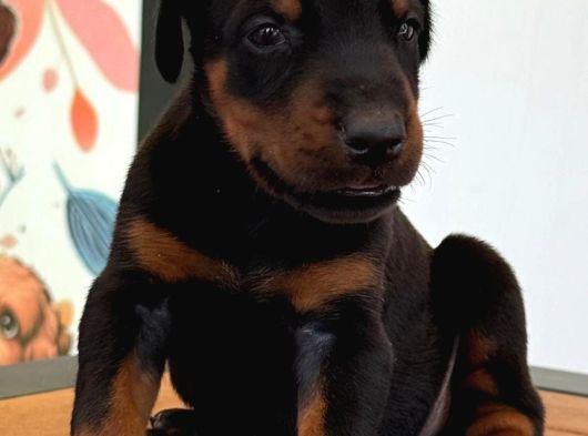 Safkan Secereli Doberman Gücün Ve Zarafetin Sembolü görsel