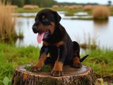 safkan secereli doberman gücün ve zarafetin sembolü