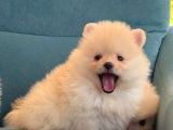 bebek pomeranian Boo yavrular evlerini bekliyor
