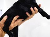 Sevi̇mli̇ Mi̇ni̇ Pug - Eği̇ti̇mli̇sağlikli Ve Çok Cana Yakin