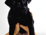 SEVİMLİ MİNİ PUG - EĞİTİMLİSAĞLIKLI VE ÇOK CANA YAKIN