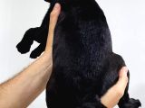 Sevi̇mli̇ Mi̇ni̇ Pug - Eği̇ti̇mli̇sağlikli Ve Çok Cana Yakin