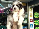 Aussiandoodle Bernadoodle Pupy Türkiyede Tek
