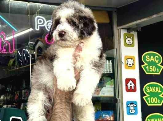 Aussiandoodle Bernadoodle Pupy Türkiyede Tek görsel