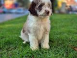 Aussiandoodle bernadoodle pupy Türkiyede tek
