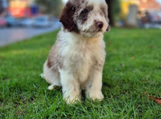 Aussiandoodle Bernadoodle Pupy Türkiyede Tek