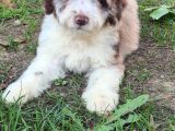 Aussiandoodle Bernadoodle Pupy Türkiyede Tek