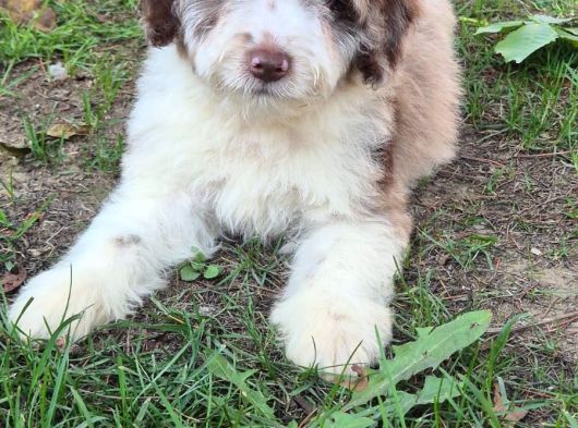 Aussiandoodle Bernadoodle Pupy Türkiyede Tek görsel