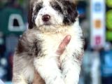 Aussiandoodle Bernadoodle Pupy Türkiyede Tek