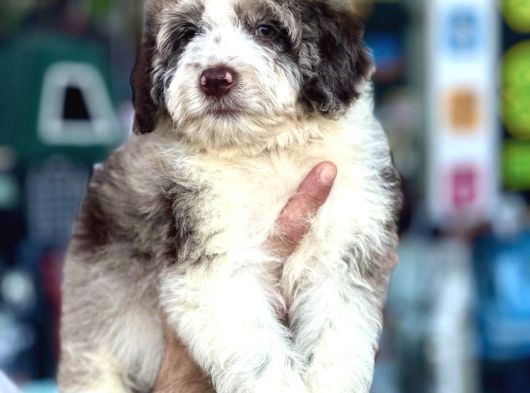 Aussiandoodle Bernadoodle Pupy Türkiyede Tek görsel