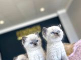 Kedi̇ci̇den Renk Renk British Shorthair Yavrulari Ankara