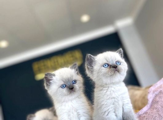 Kedi̇ci̇den Renk Renk British Shorthair Yavrulari Ankara görsel