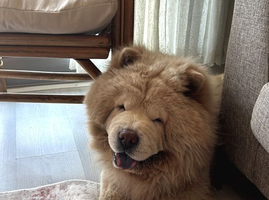 4 Yaşında Chow Chow Erkek Çin Aslanı görsel