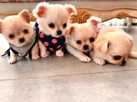 Eğitimli Ve Sevimli Irk Garantili Chihuahua Yavrular