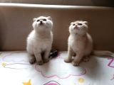 2 Aylik 2 Tane Erkek Scottish Fold kedi