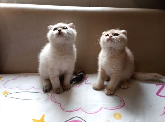 2 Aylik 2 Tane Erkek Scottish Fold Kedi