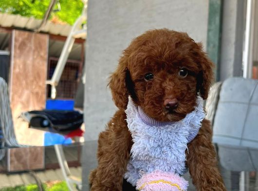 Toy Poodle Yavrularımız görsel