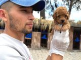 Toy Poodle Yavrularımız