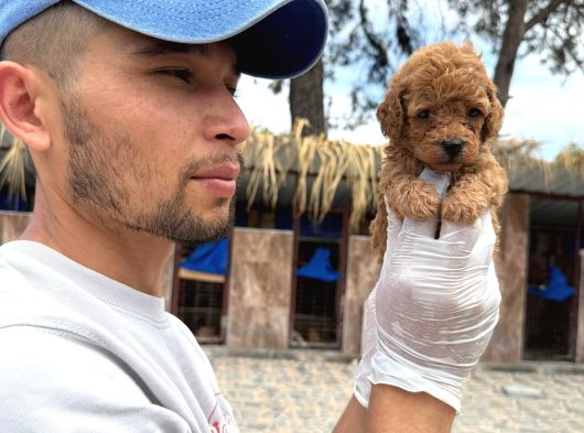Toy Poodle Yavrularımız görsel