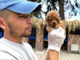 Toy Poodle Yavrularımız