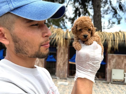 Toy Poodle Yavrularımız görsel