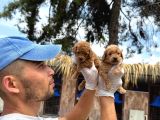 Toy Poodle Yavrularımız