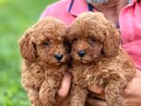 Toy poodle yavrularımız
