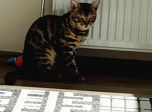 Rozet Bengal Kedisi görsel