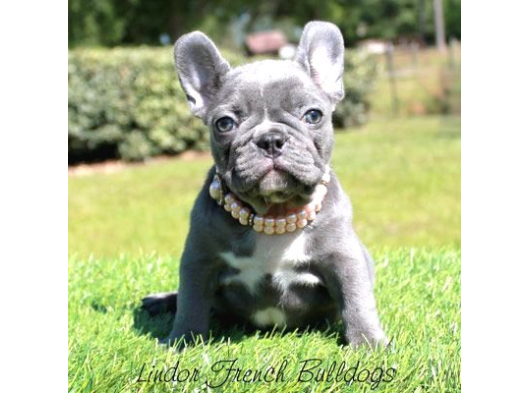 Efsane Lilac Ve Blue French Yabrular görsel