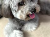 Çok Özel Si̇lver Poodle Yavrumuz