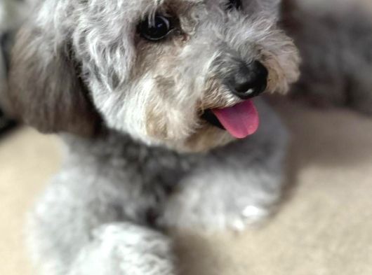 Çok Özel Si̇lver Poodle Yavrumuz görsel