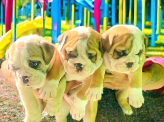 Nadi̇r  Kali̇tede  İngi̇li̇z  Buldog Yavrular görsel