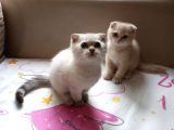 2 Aylik 2 Tane Erkek Scottish Fold Kedi