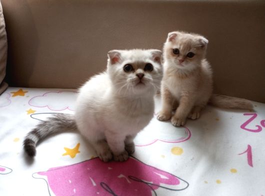 2 Aylik 2 Tane Erkek Scottish Fold Kedi görsel